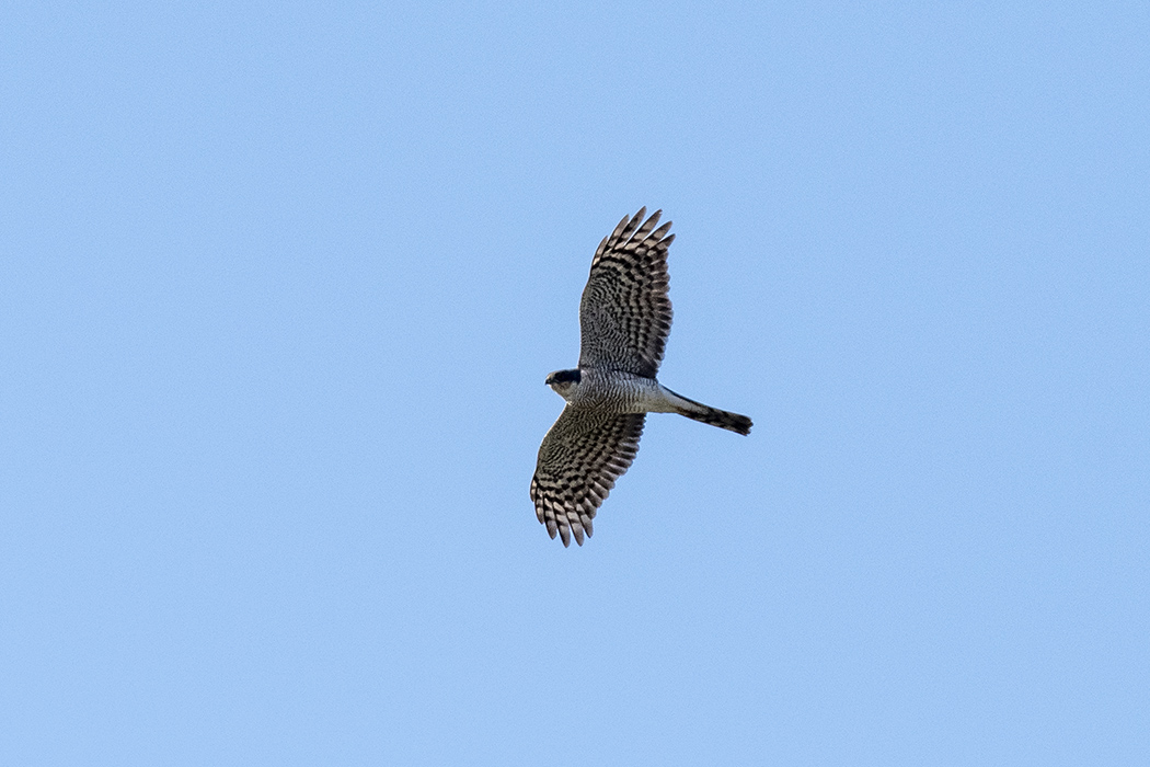 Peregrine Falcon